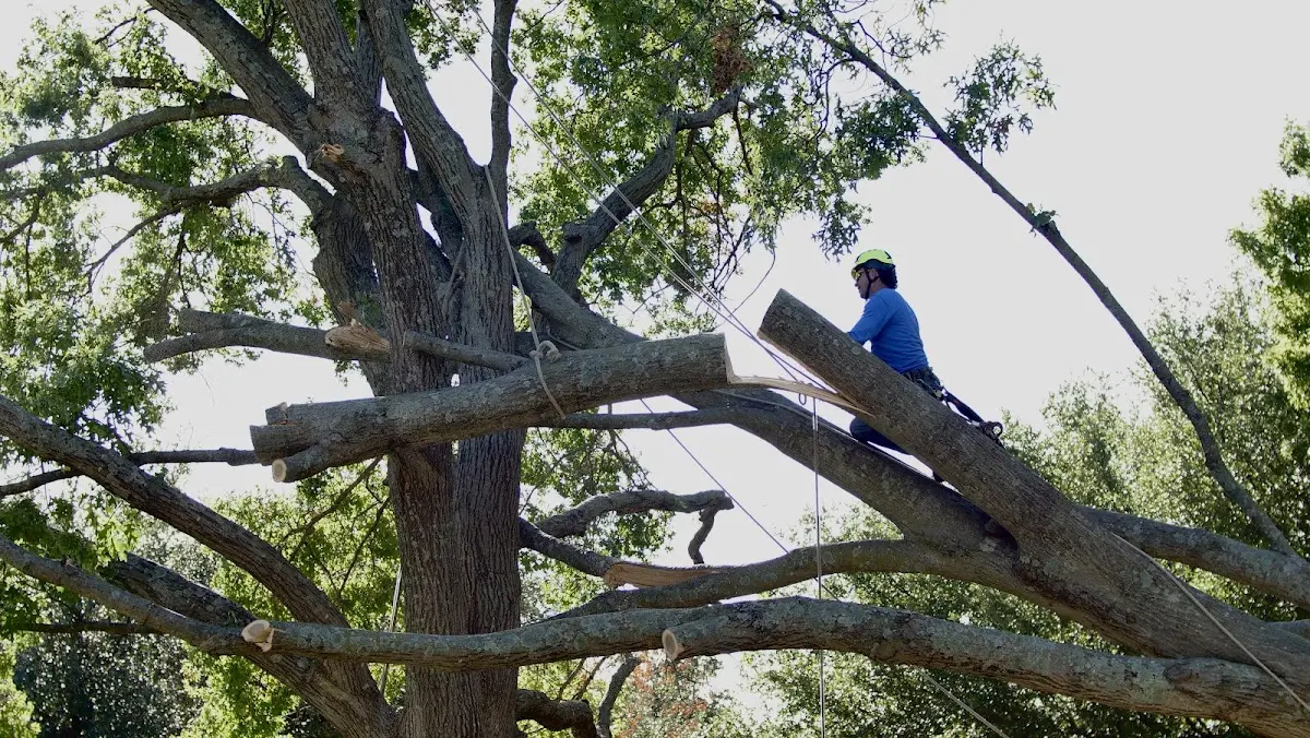 Professional Hazardous Tree Removal performed by certified arborists in Louisburg